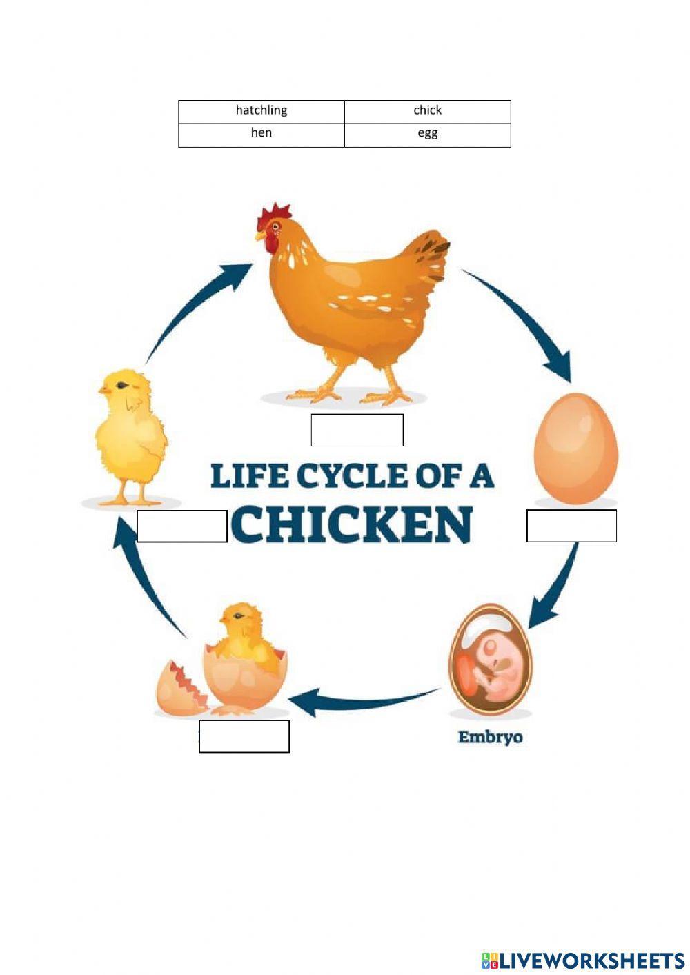 English (Life Cycle of Animals)