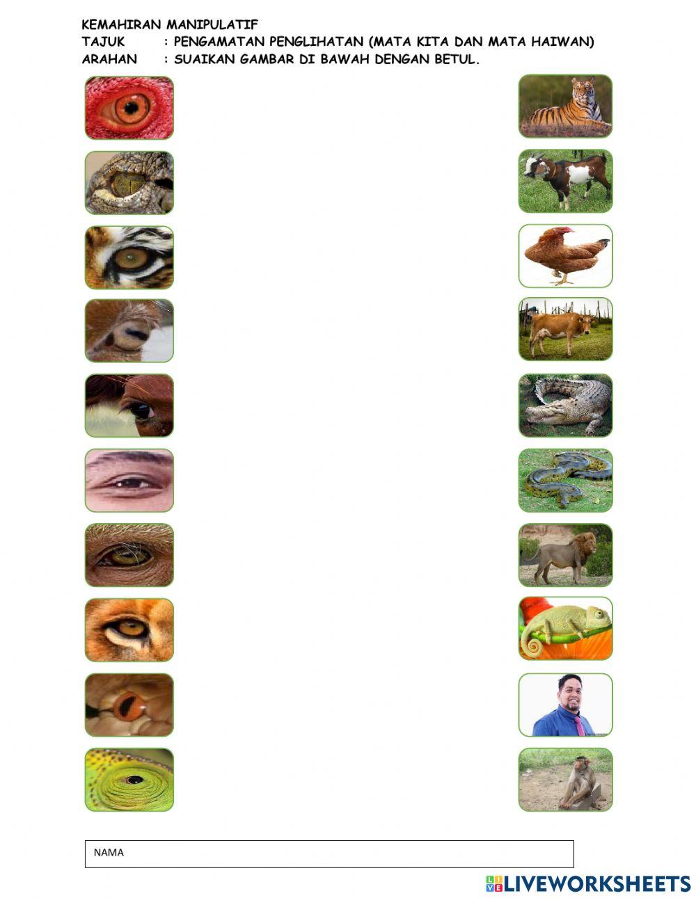 Km (ppki) - mata kita dan mata haiwan