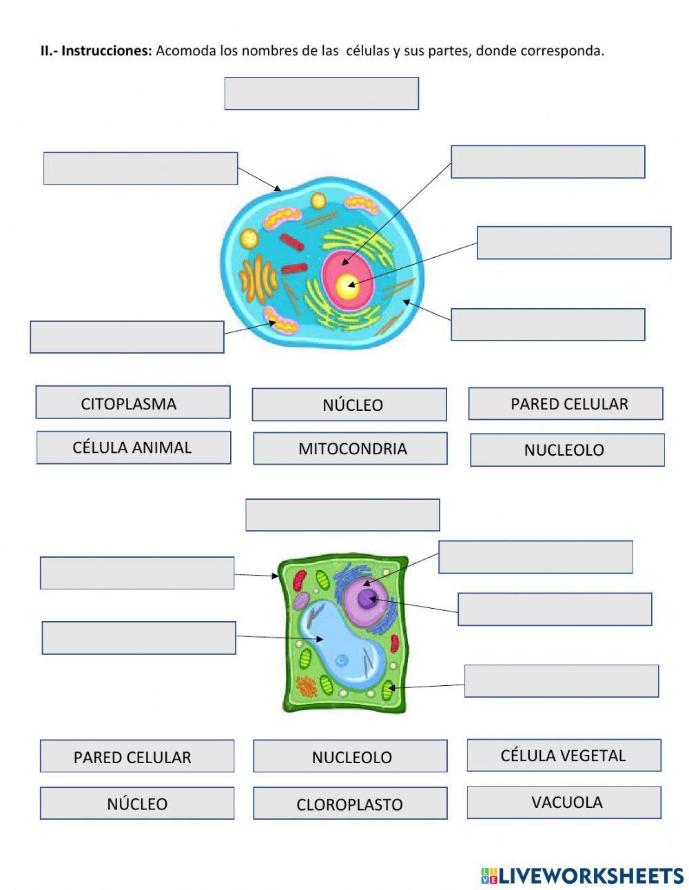 La célula y sus partes