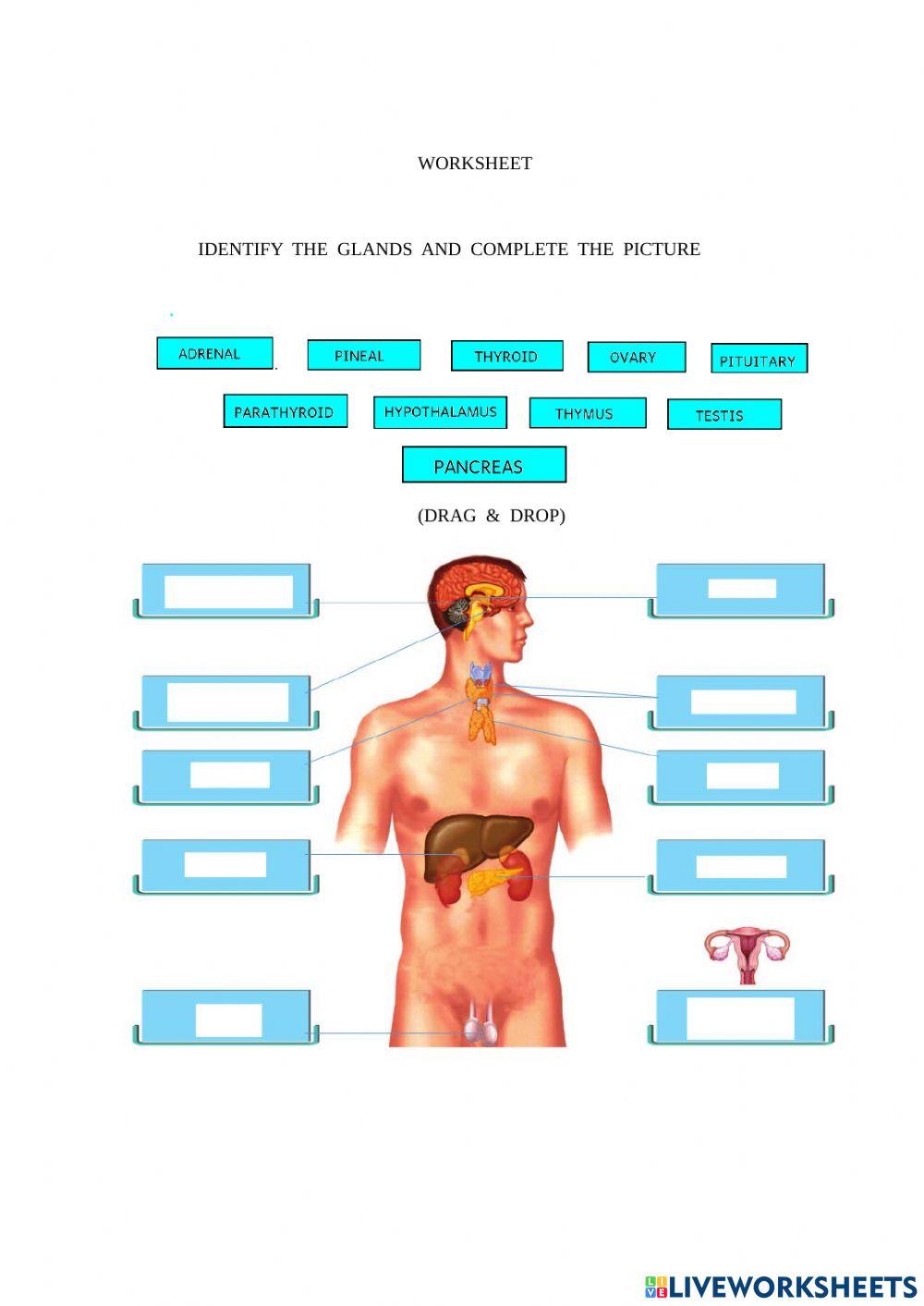 Endocrine glands