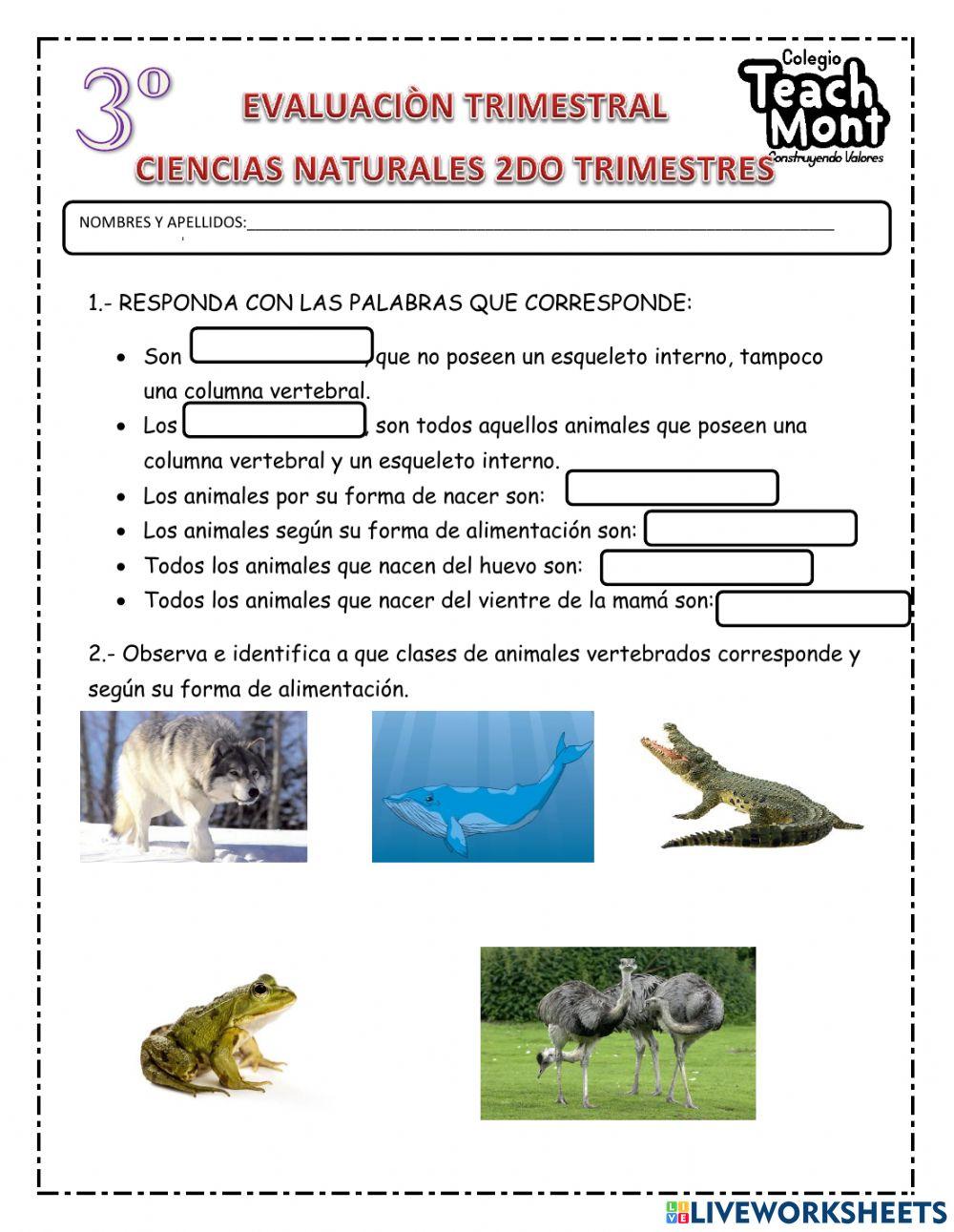 Animales vertebrados e invertebrados