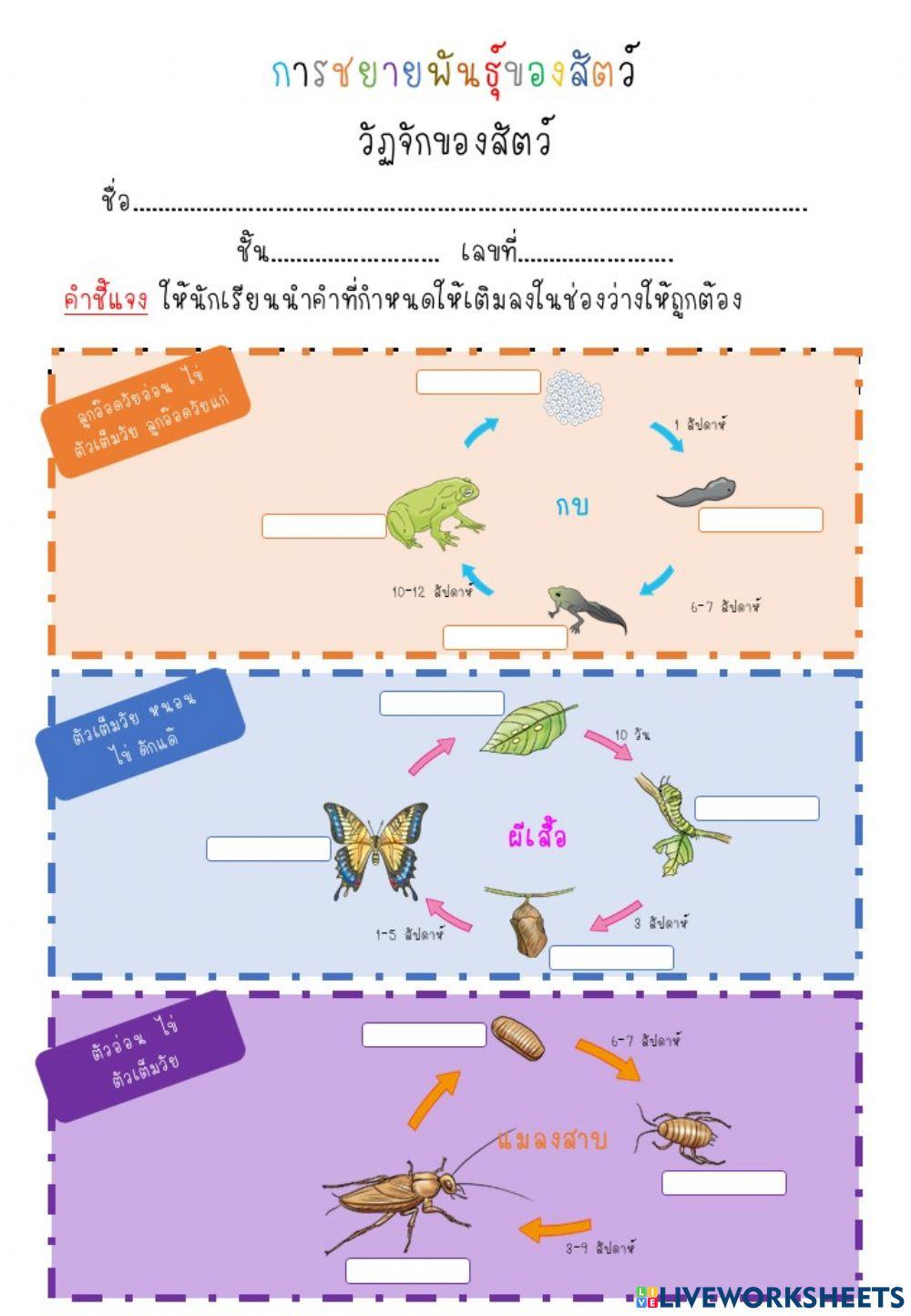 การชยายพันธุ์ของสัตว์ วัฏจักของสัตว์ ป.4