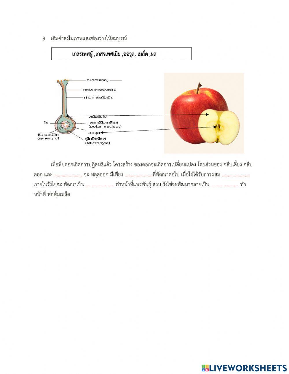 ส่วนประกอบดอก