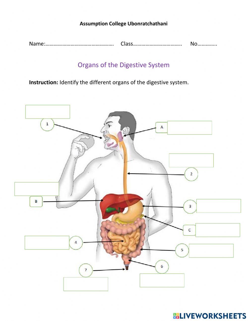 Organs of the Digestive System