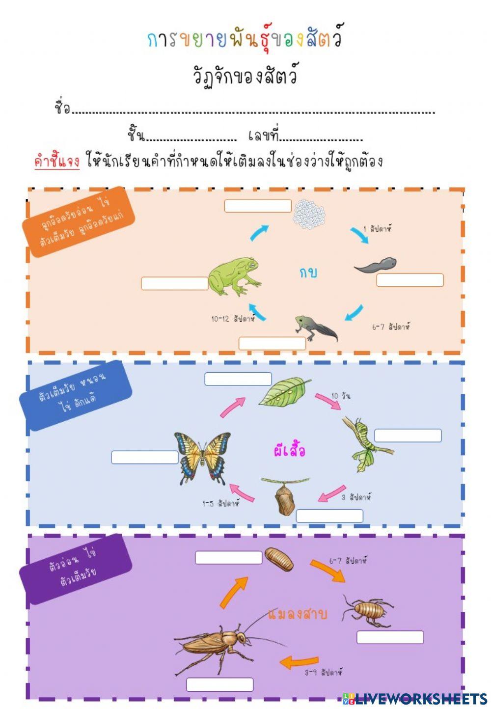 การขยายพันธุ์ของสัตว์ วัฏจักสัตว์1 ป.4