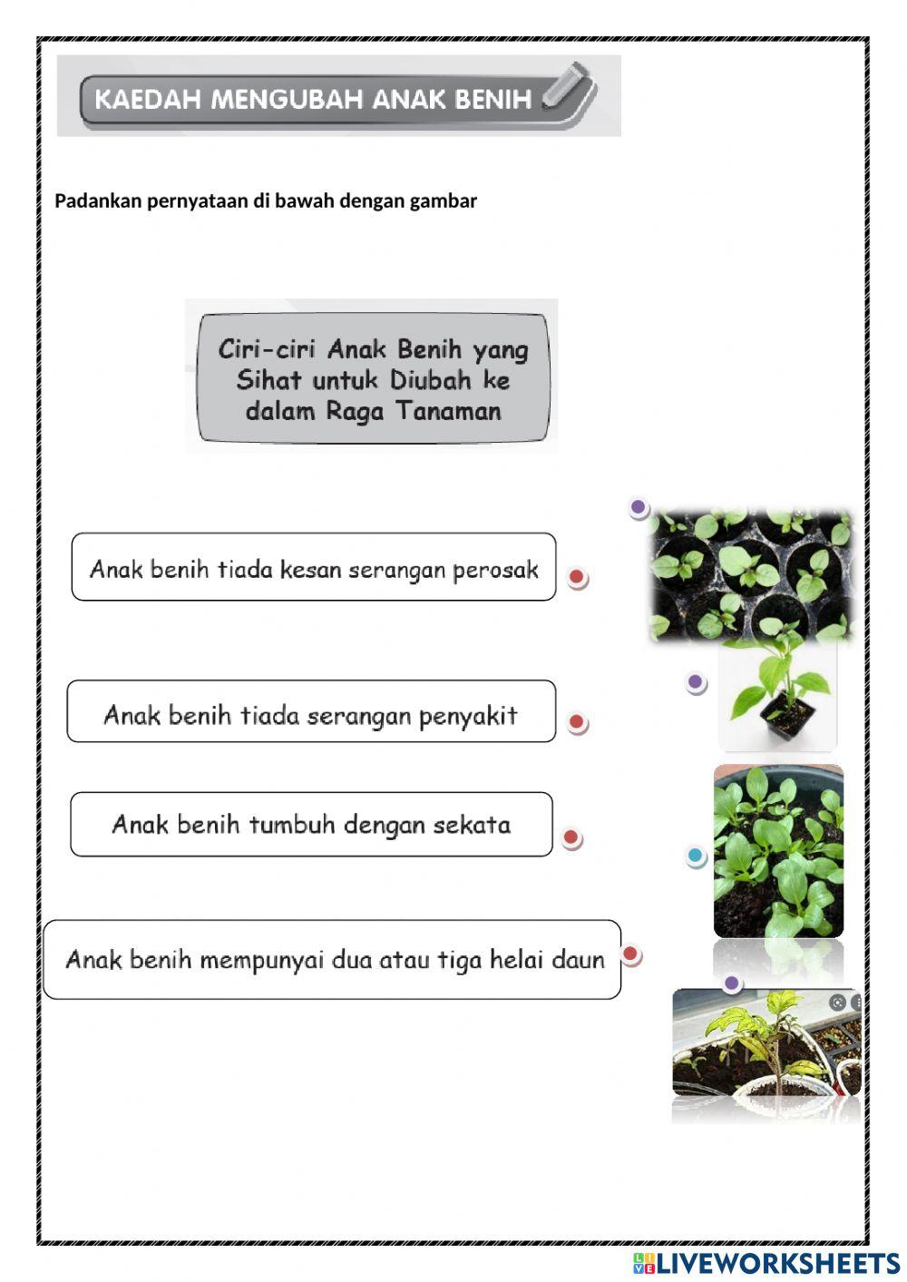 Semaian dan Penjagaan -Hidroponik
