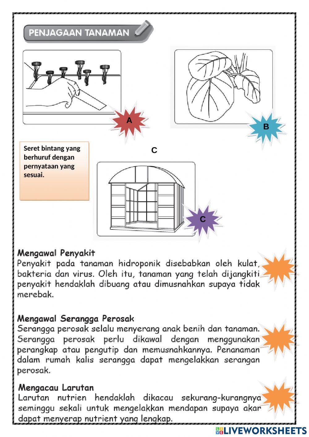 Semaian dan Penjagaan -Hidroponik