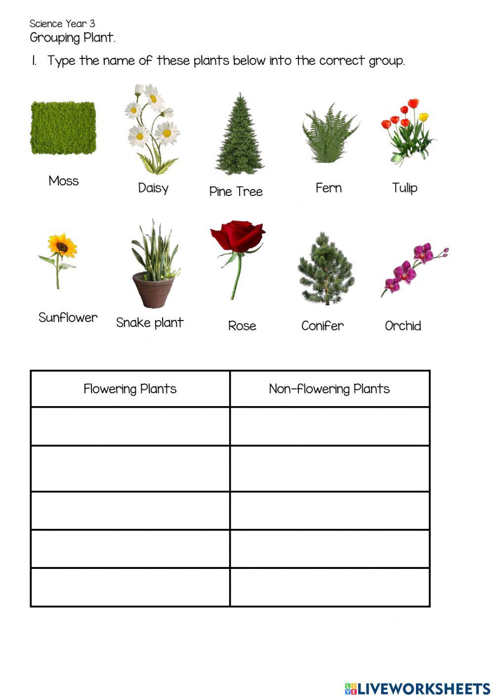 1370527 Flowering and Non Flowering plant
