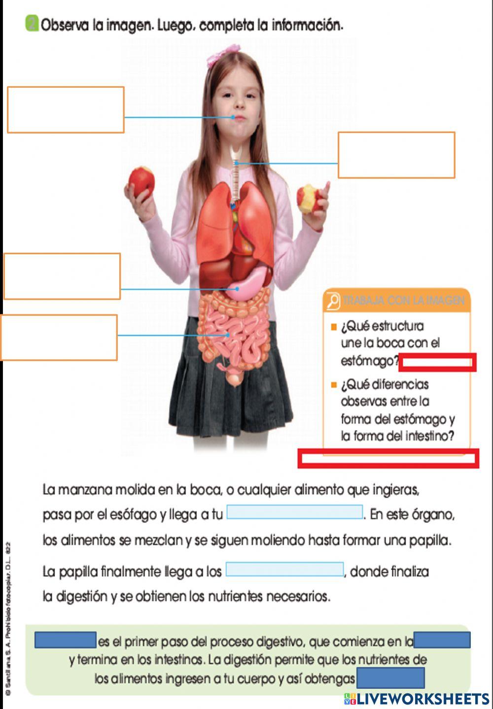 El proceso digestivo