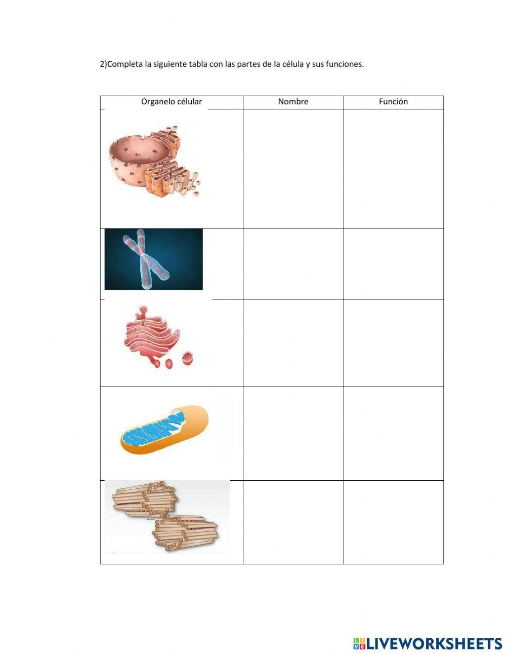 Organelos celulares y seres uni ypluricelulares
