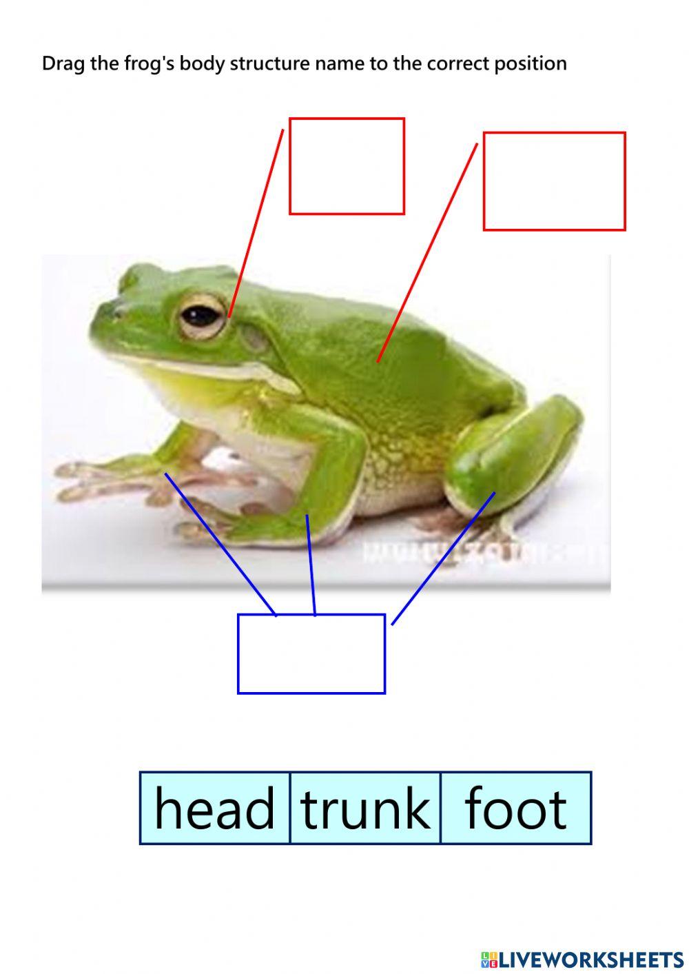 Animal structure exercise Live Worksheets