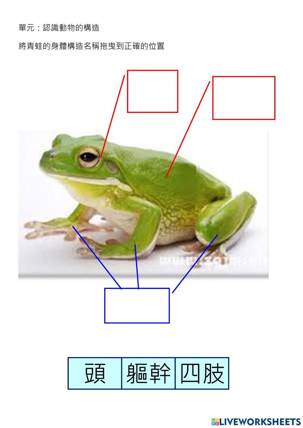 動物的身體構造
