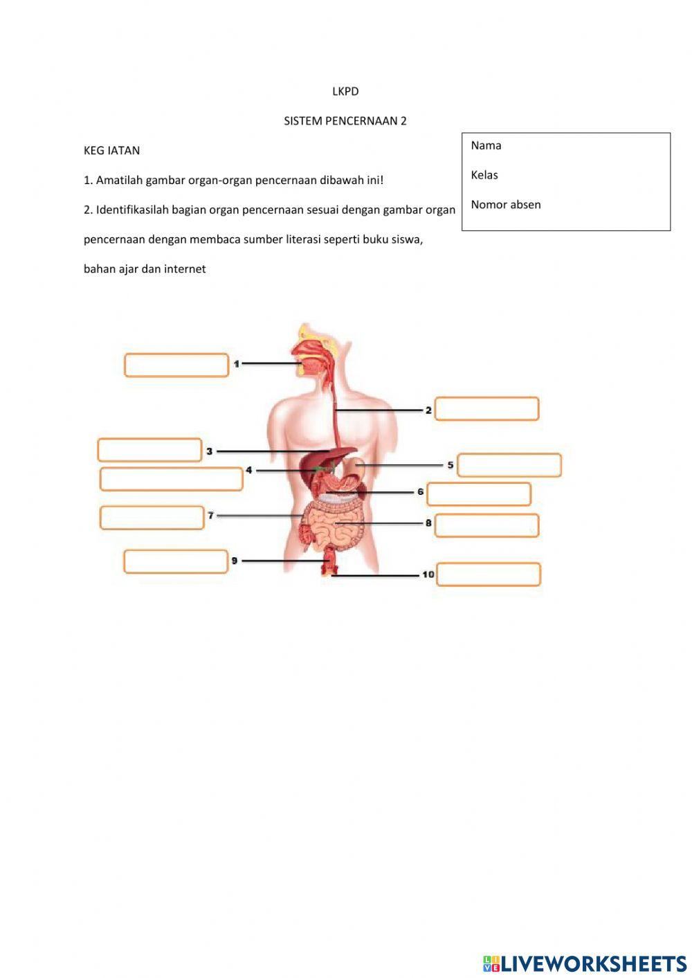 Sistem pencernaan manusia