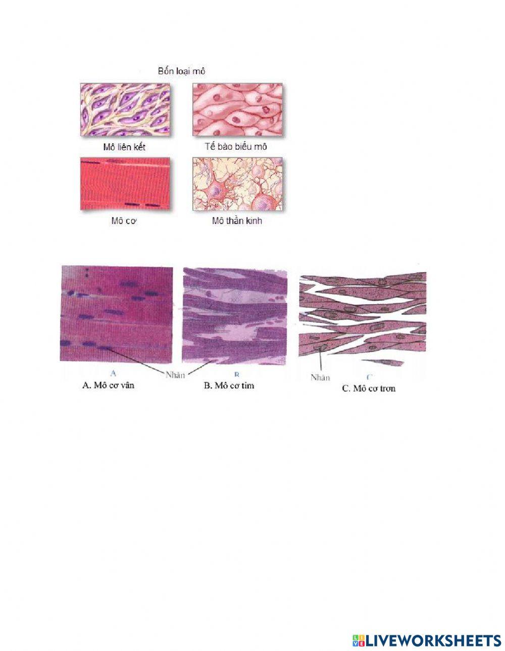 Sinh 8- Bài 5: thực hành quan sát tế bào và mô