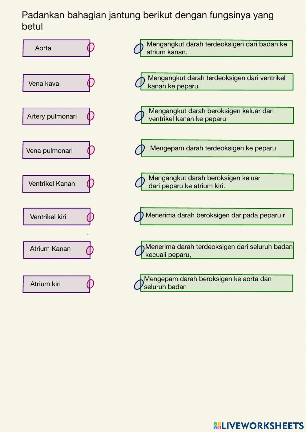 Fungsi Bahagian Jantung