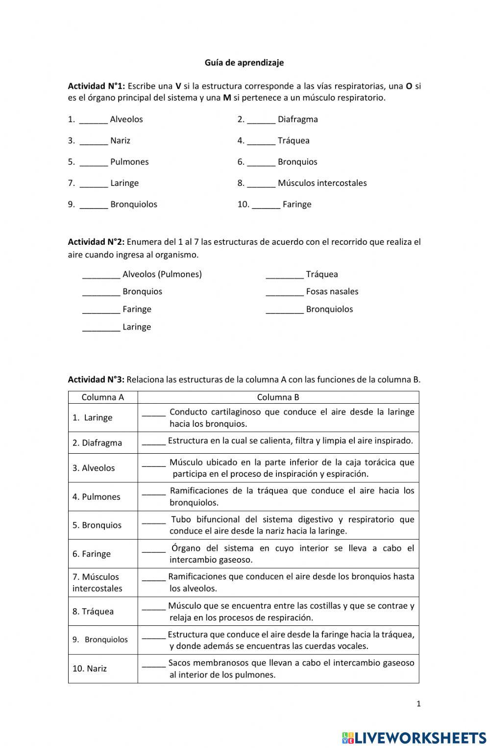 Sistema respiratorio