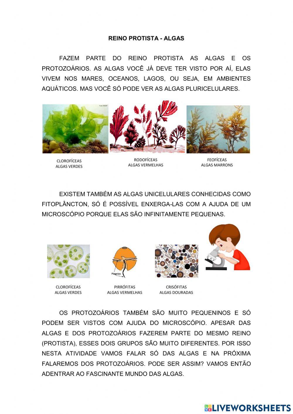 Reino protista - Algas