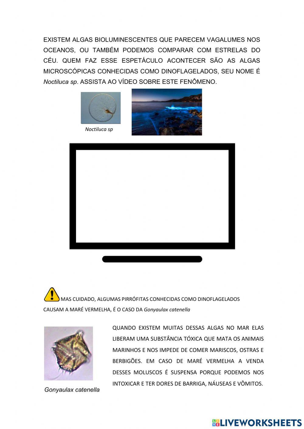 Reino protista - Algas