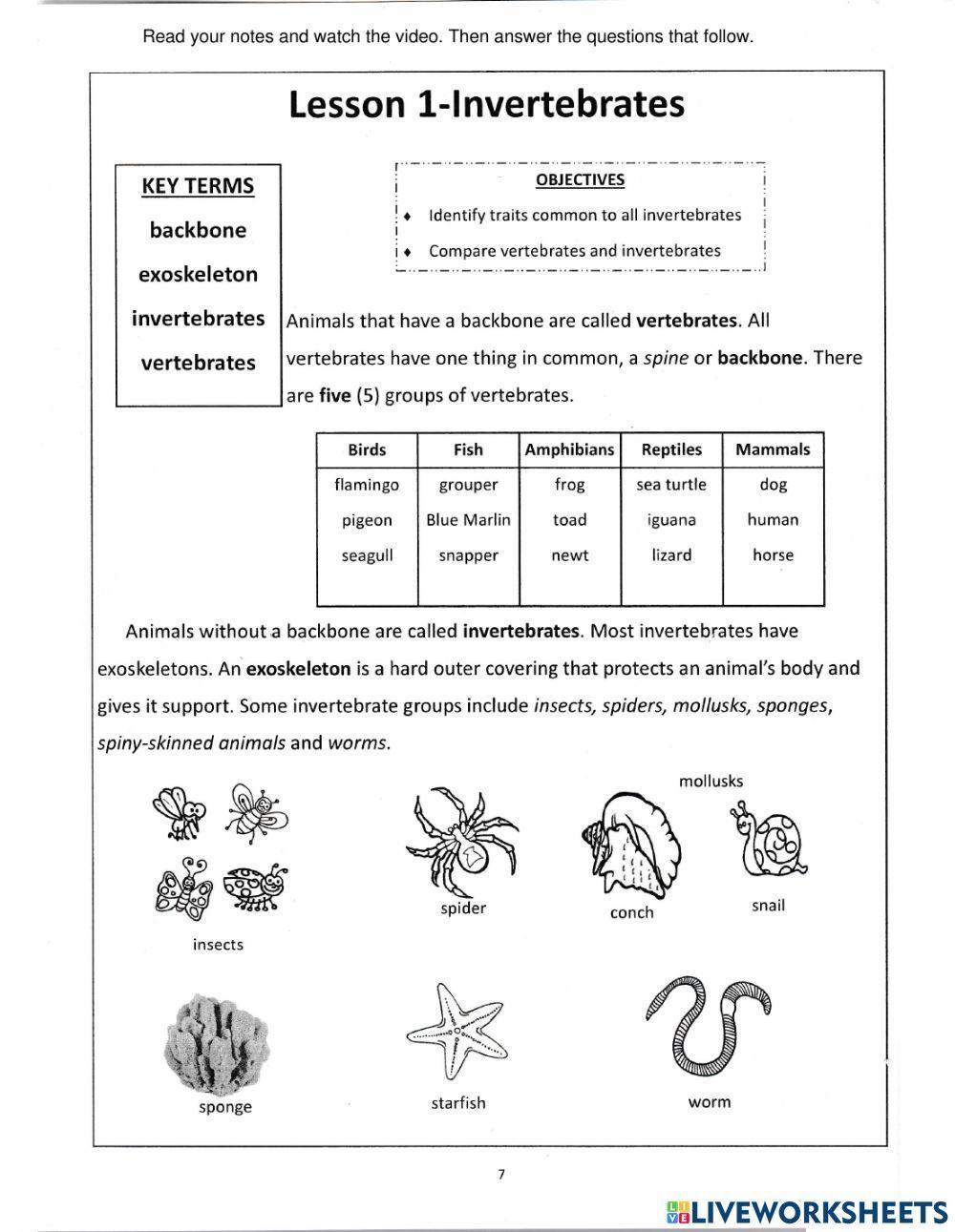 Invertebrates Invertebrates