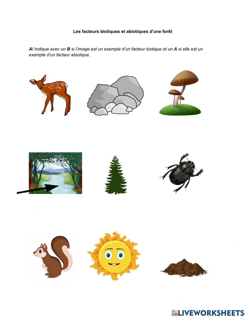 Les facteurs biotiques et abiotiques d'une forêt