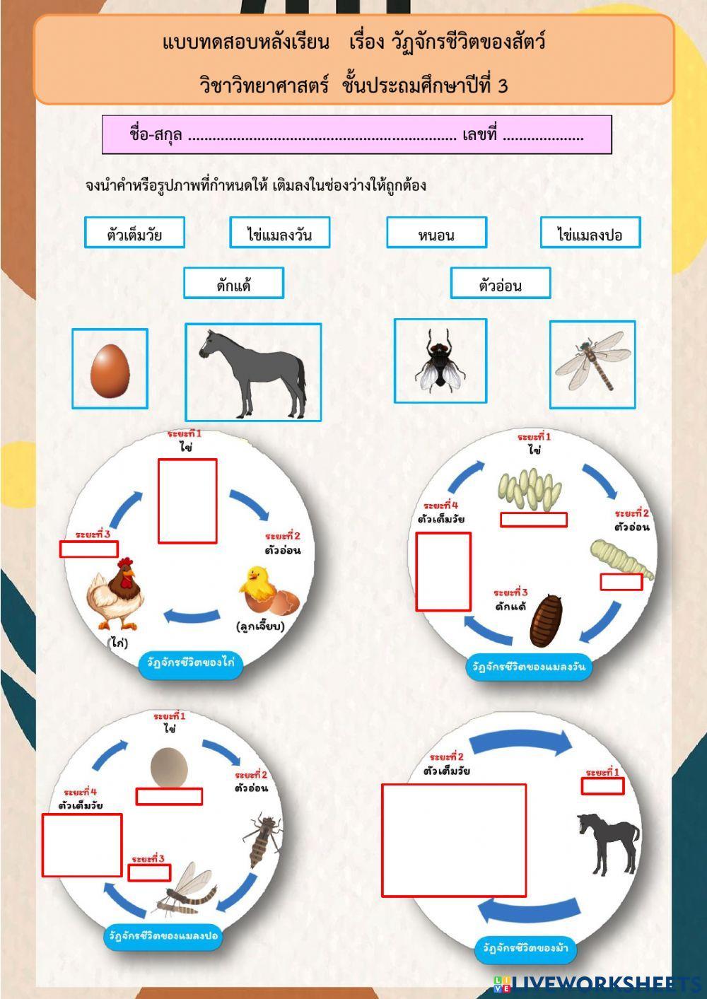 วัฏจักรสัตว์ ป.3