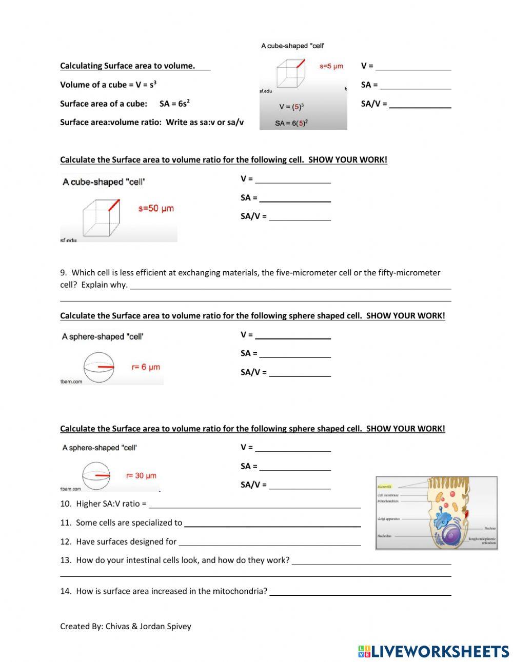 AP Biology Topic 2.3 - Cell Size