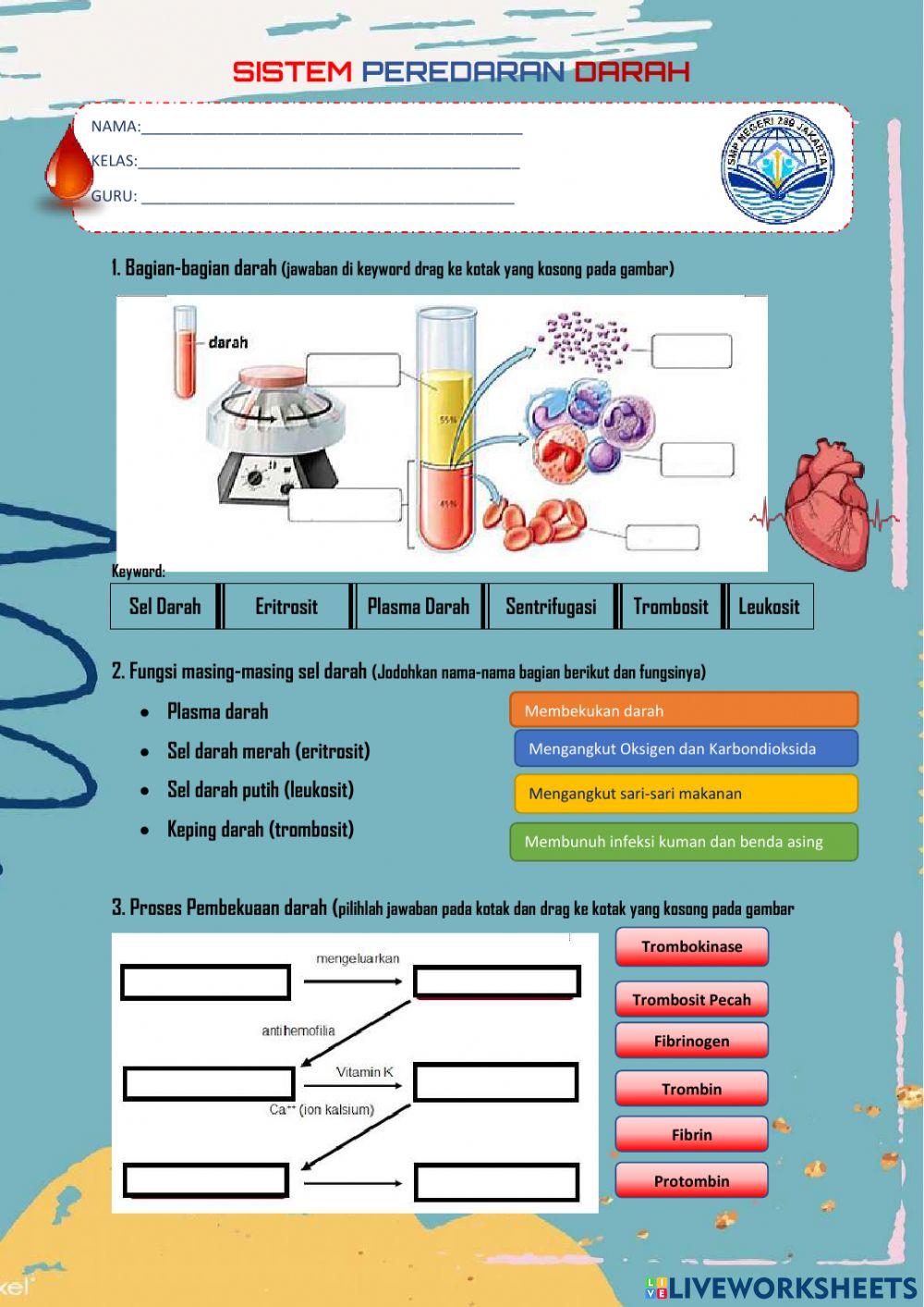Mari mengenal sel darah