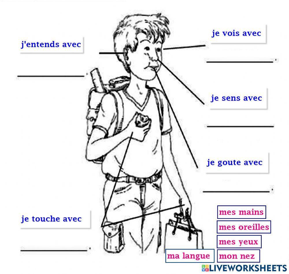 Les cinq sens - drag and drop 04