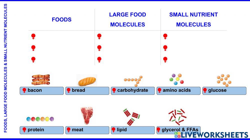 Digestive system 1