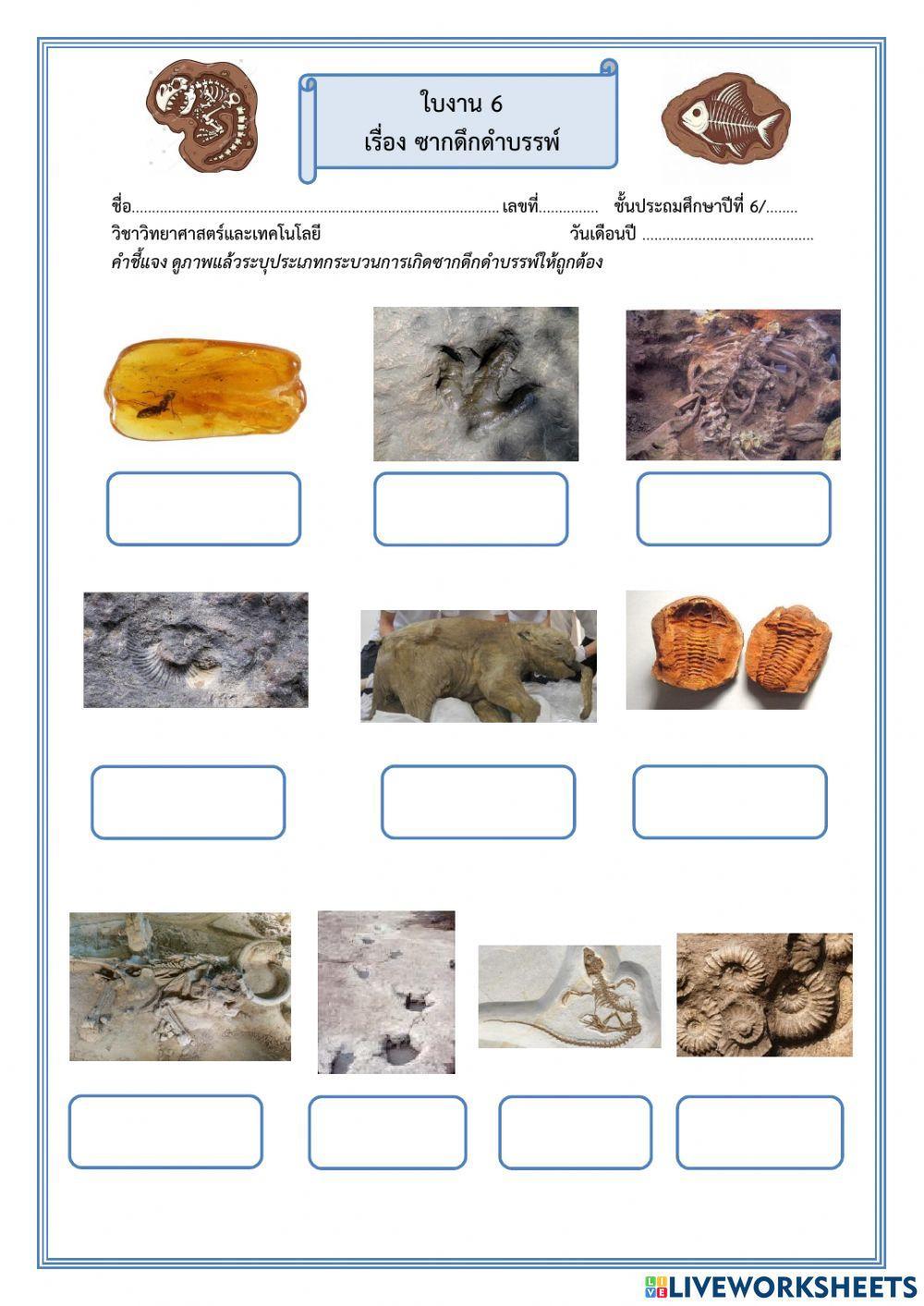 ใบงาน 6 เรื่อง ซากดึกดำบรรพ์