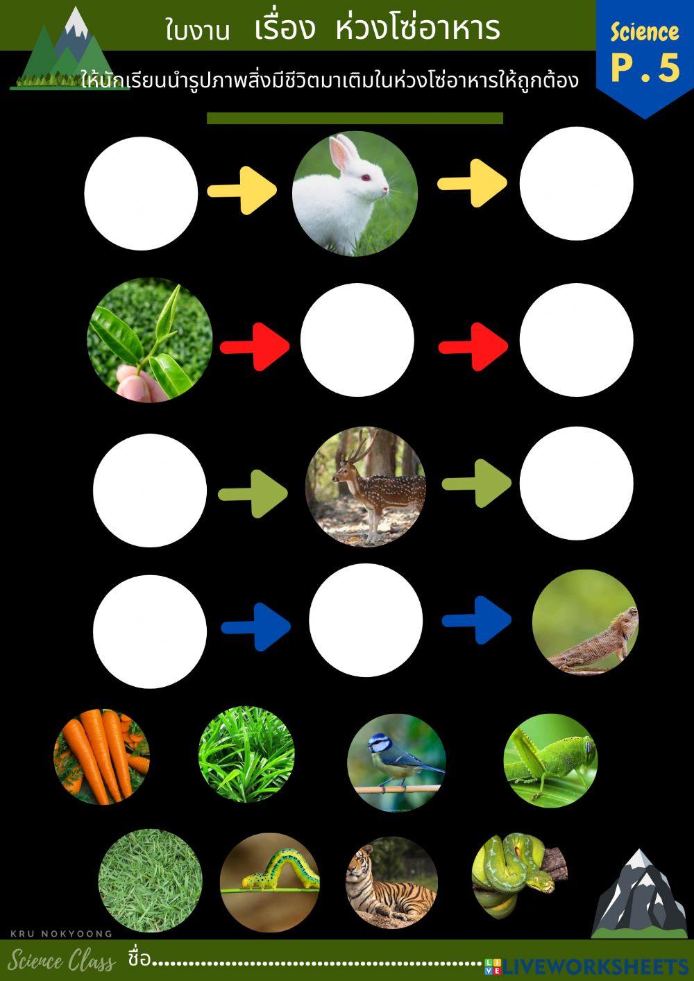 ห่วงโซ่อาหาร ป.5