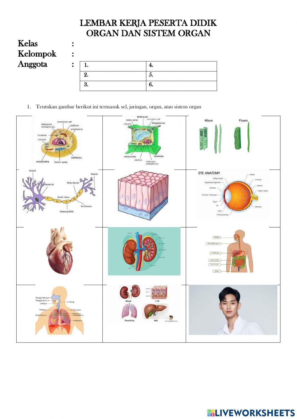 Organ dan sistem organ