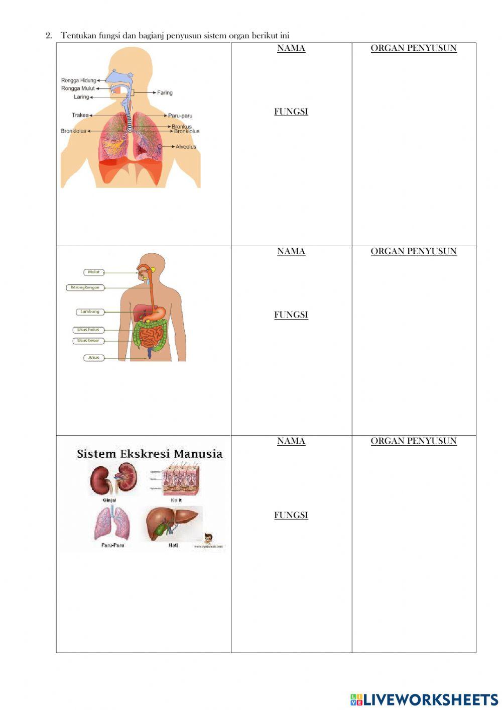 Organ dan sistem organ