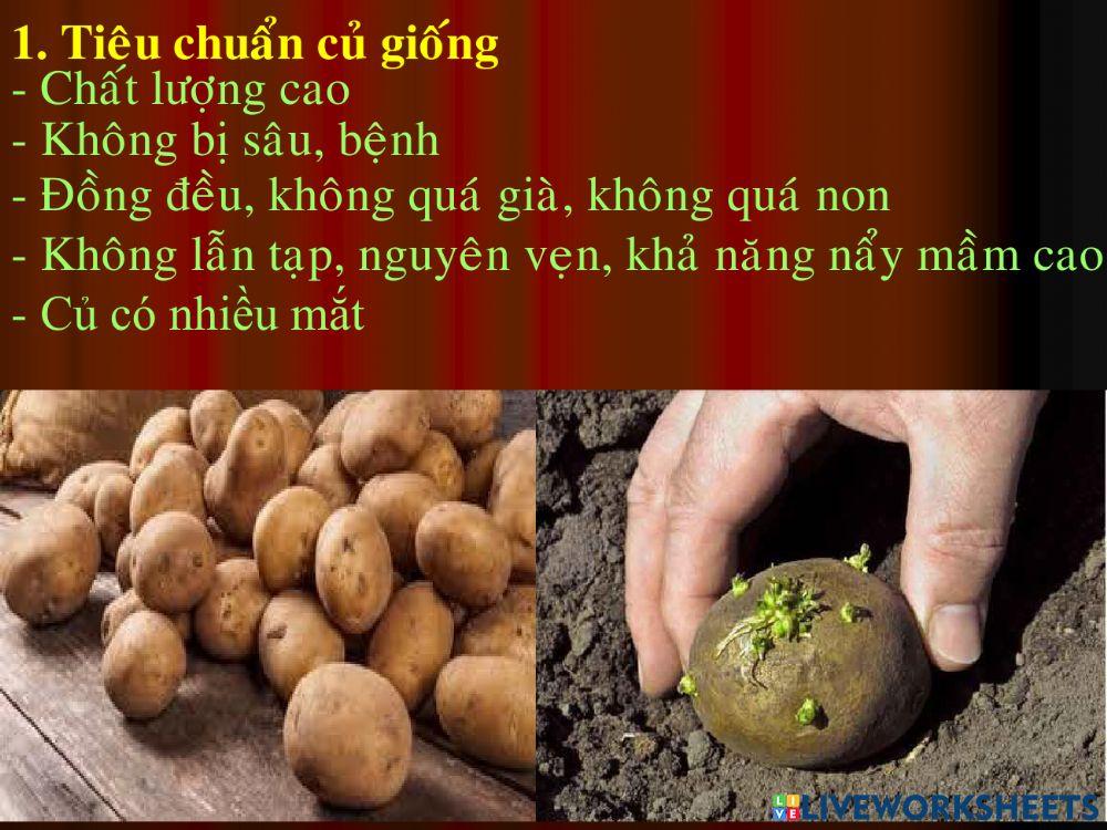 Bao quan hat. cu lam giong