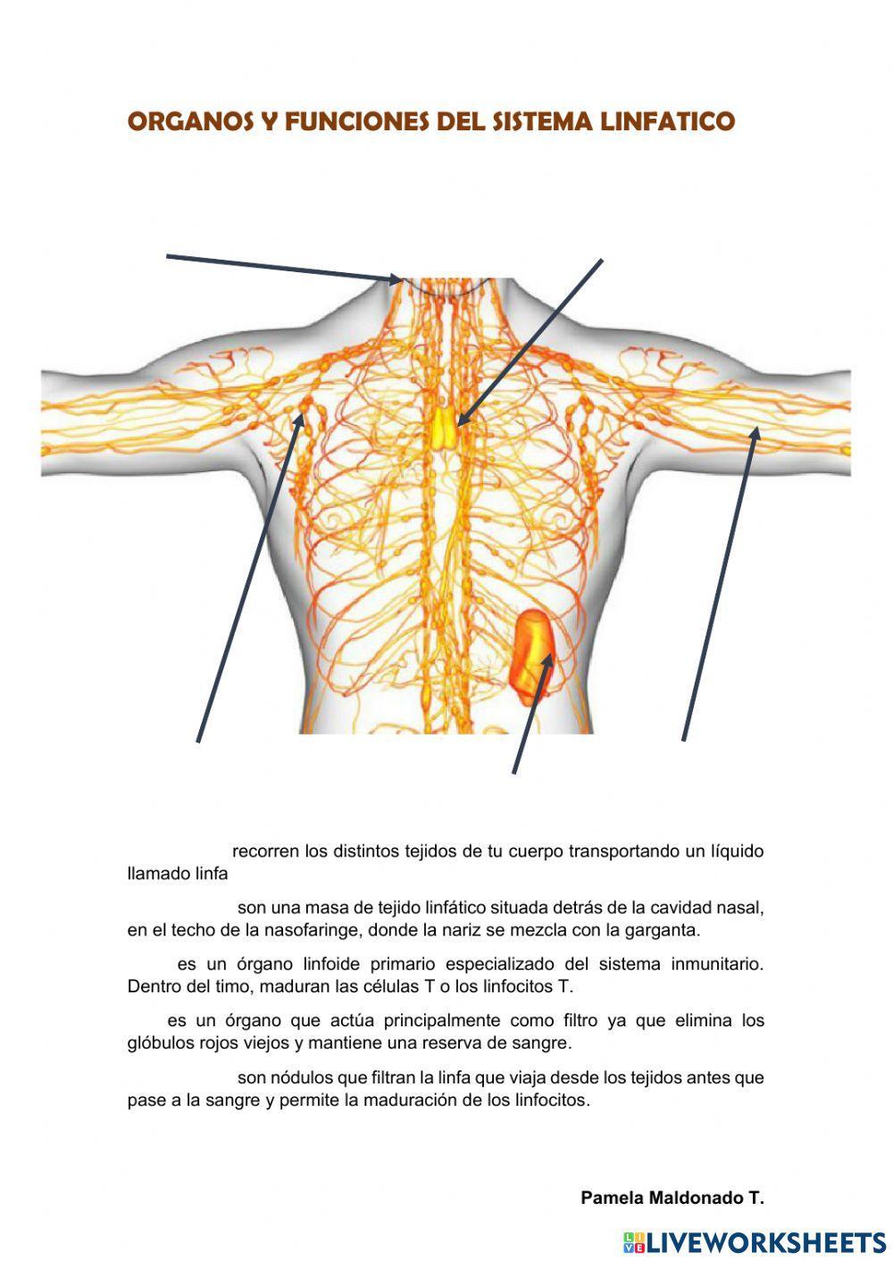 Funcion de organos del sistema linfatico