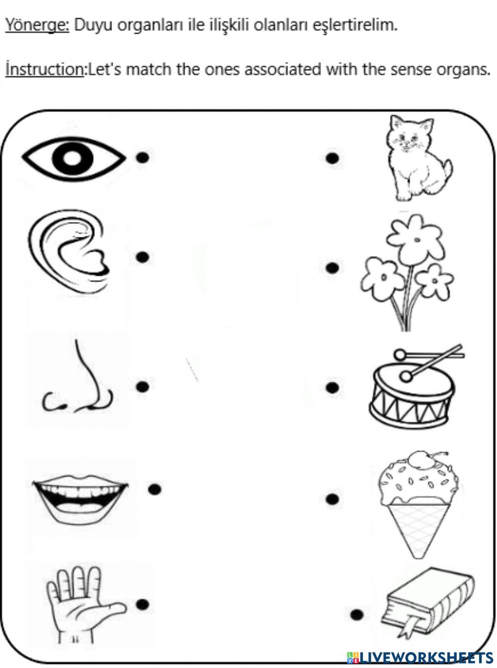 5 duyu organımız