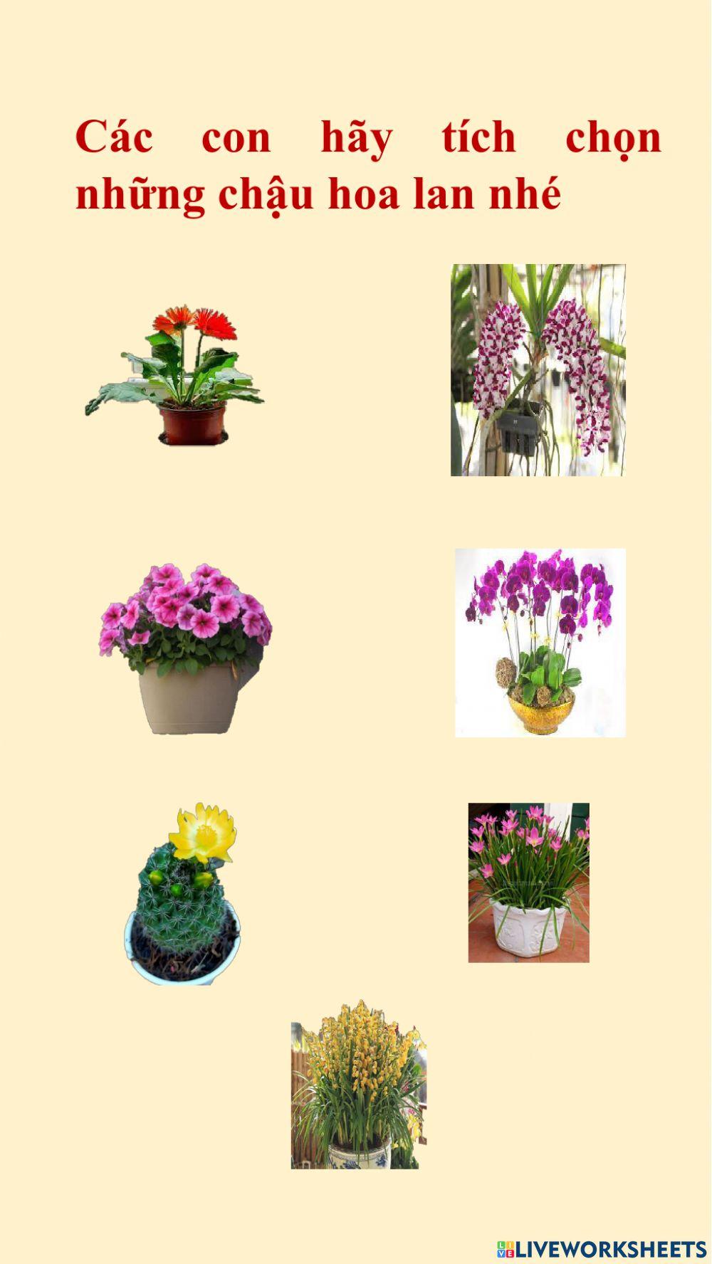 Một số loại hoa