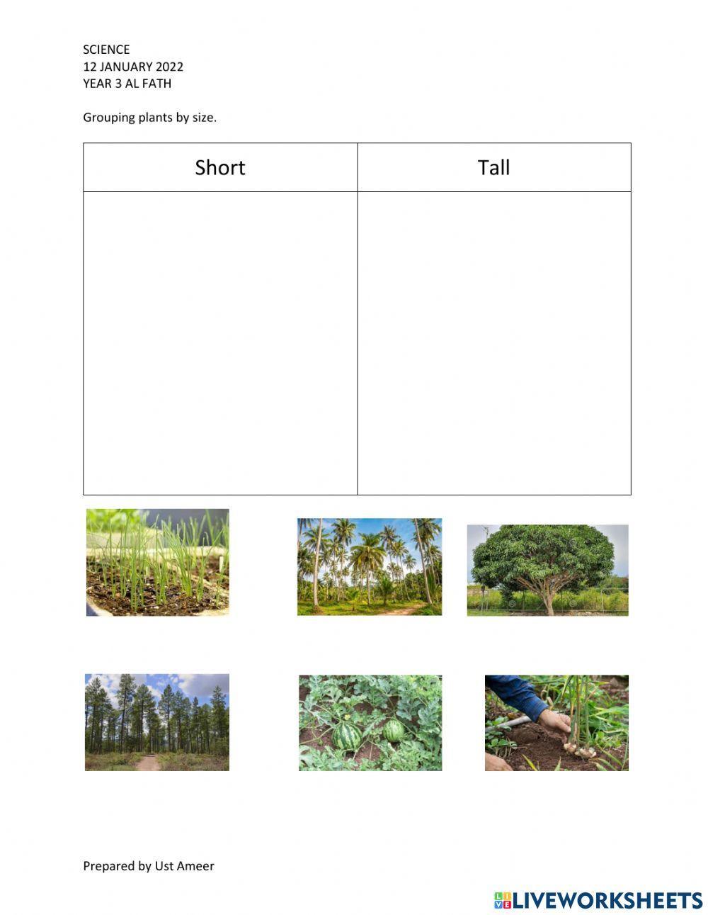 Grouping Plants By Size