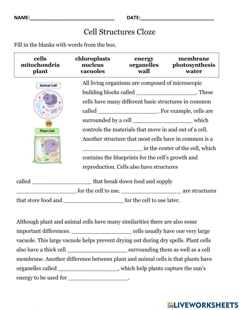 Animal and Plant Cells