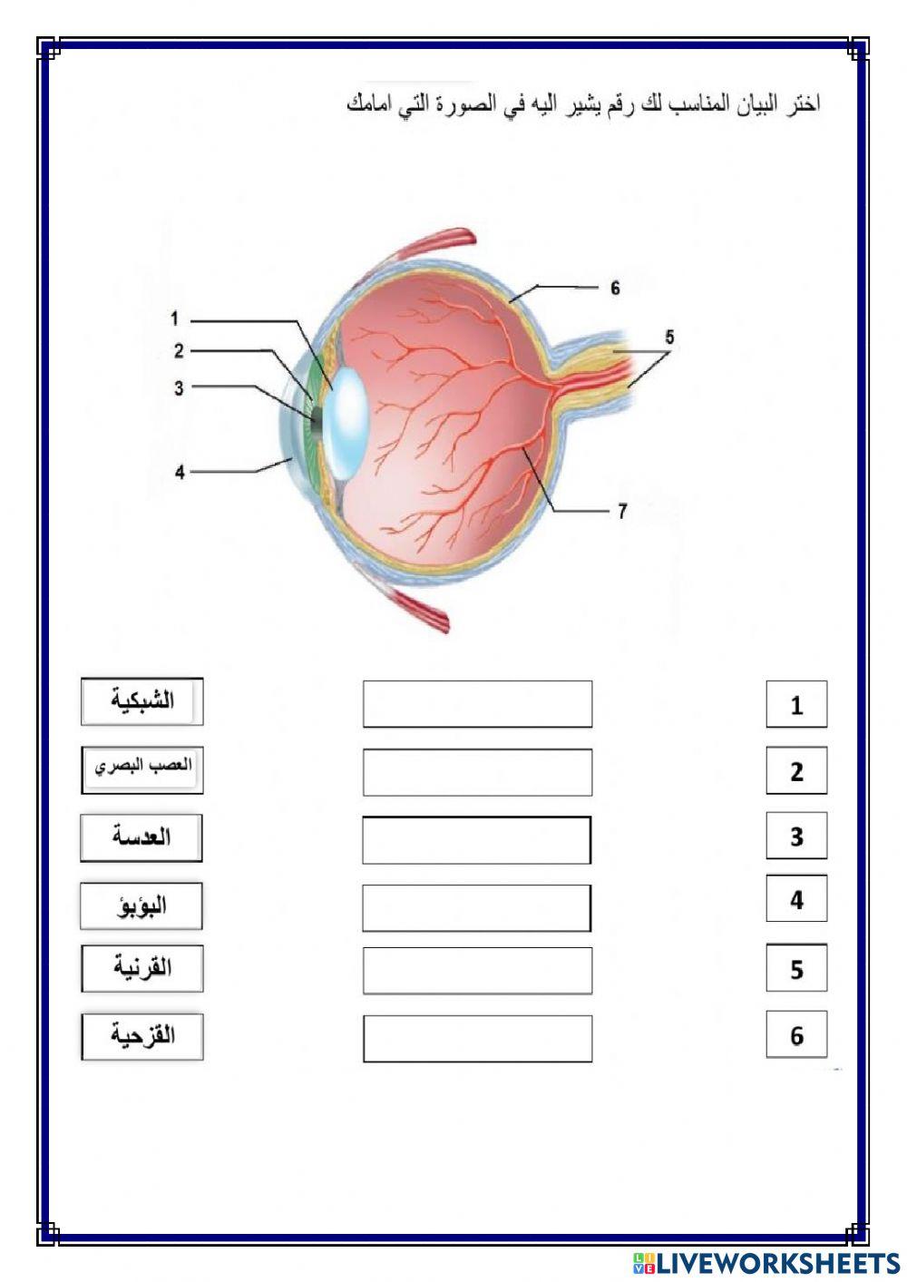 أجزاء العين
