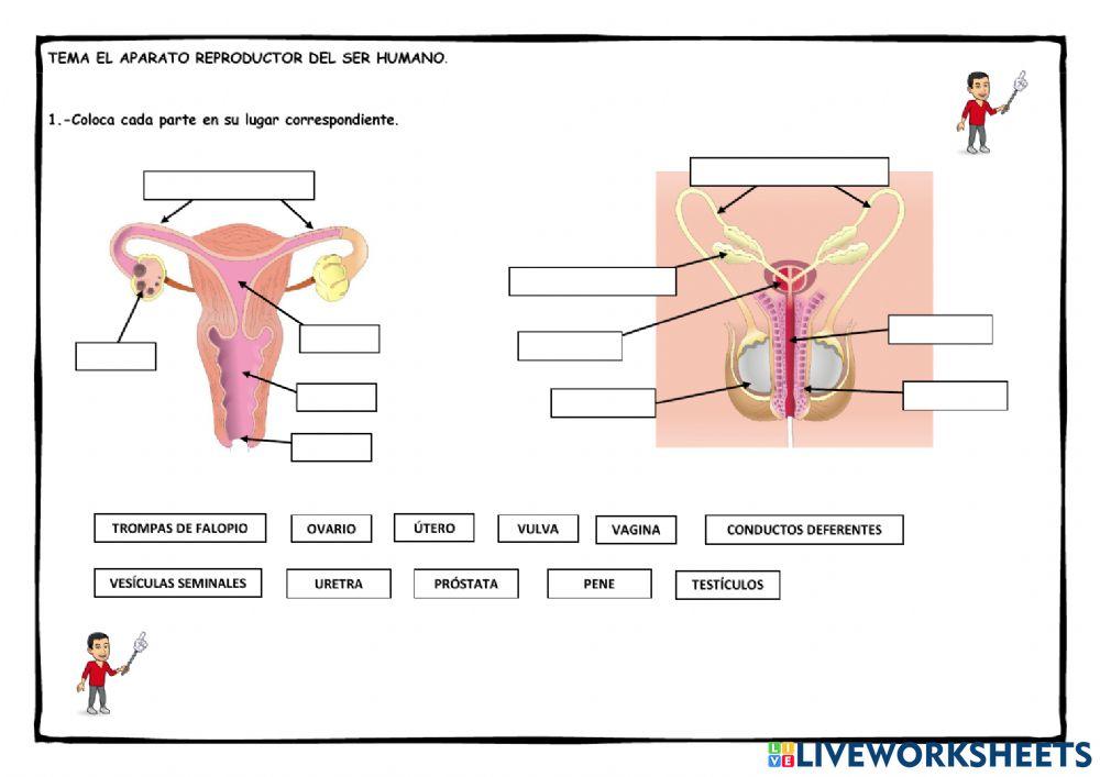 Partes del aparato reproductor Partes del aparato reproductor