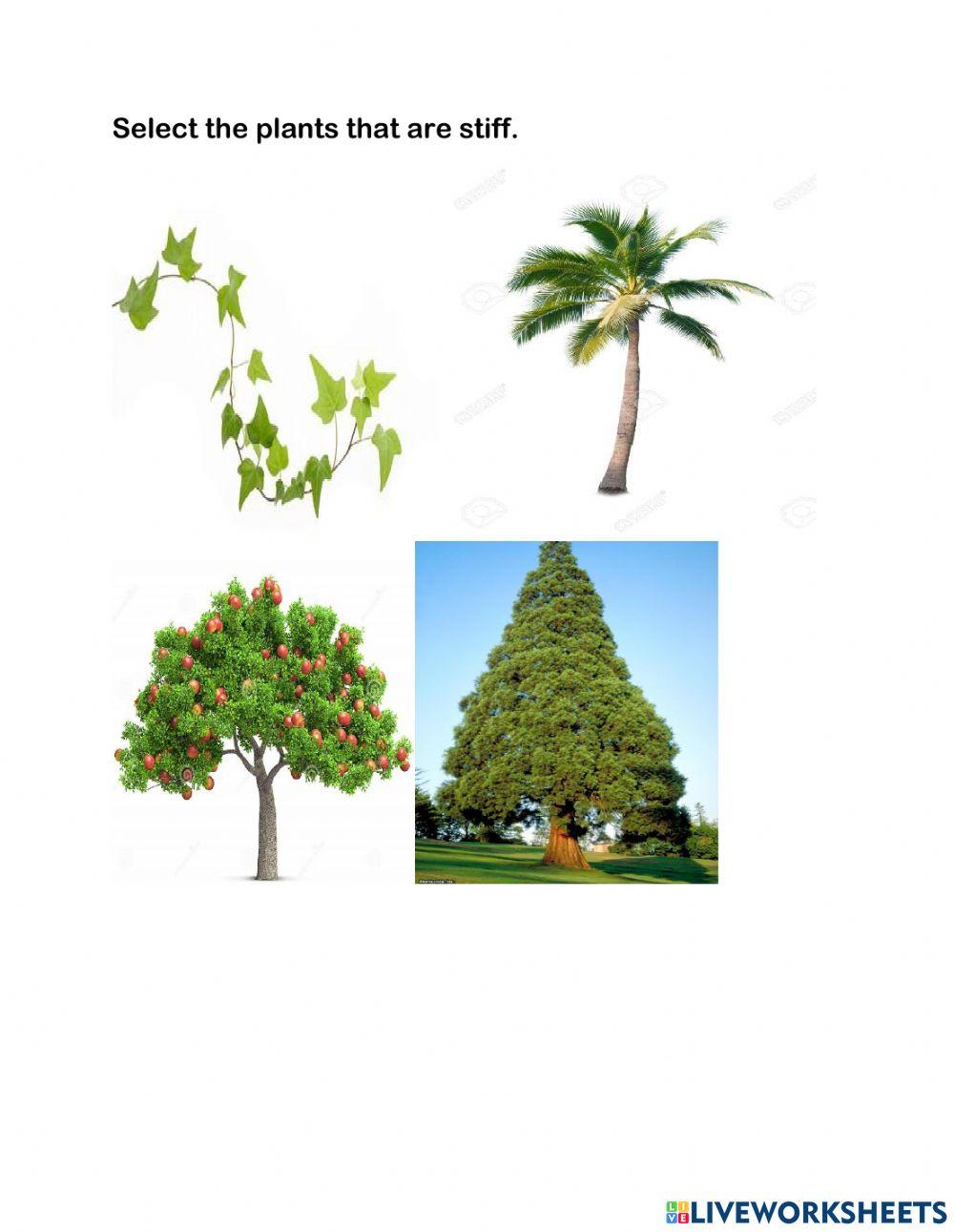 Stiff and flexible plants