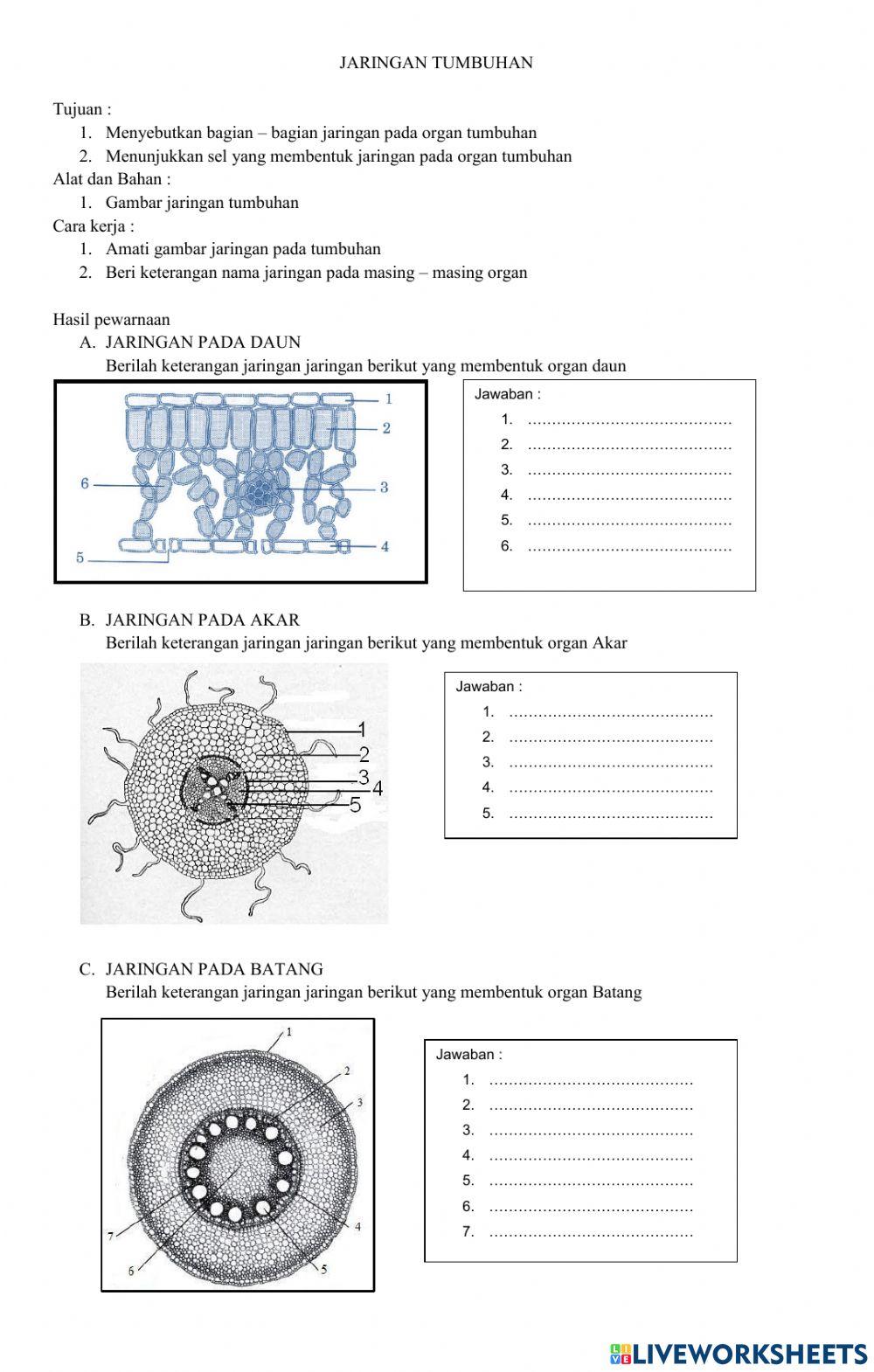 Menyebutkan jaringan pada organ daun