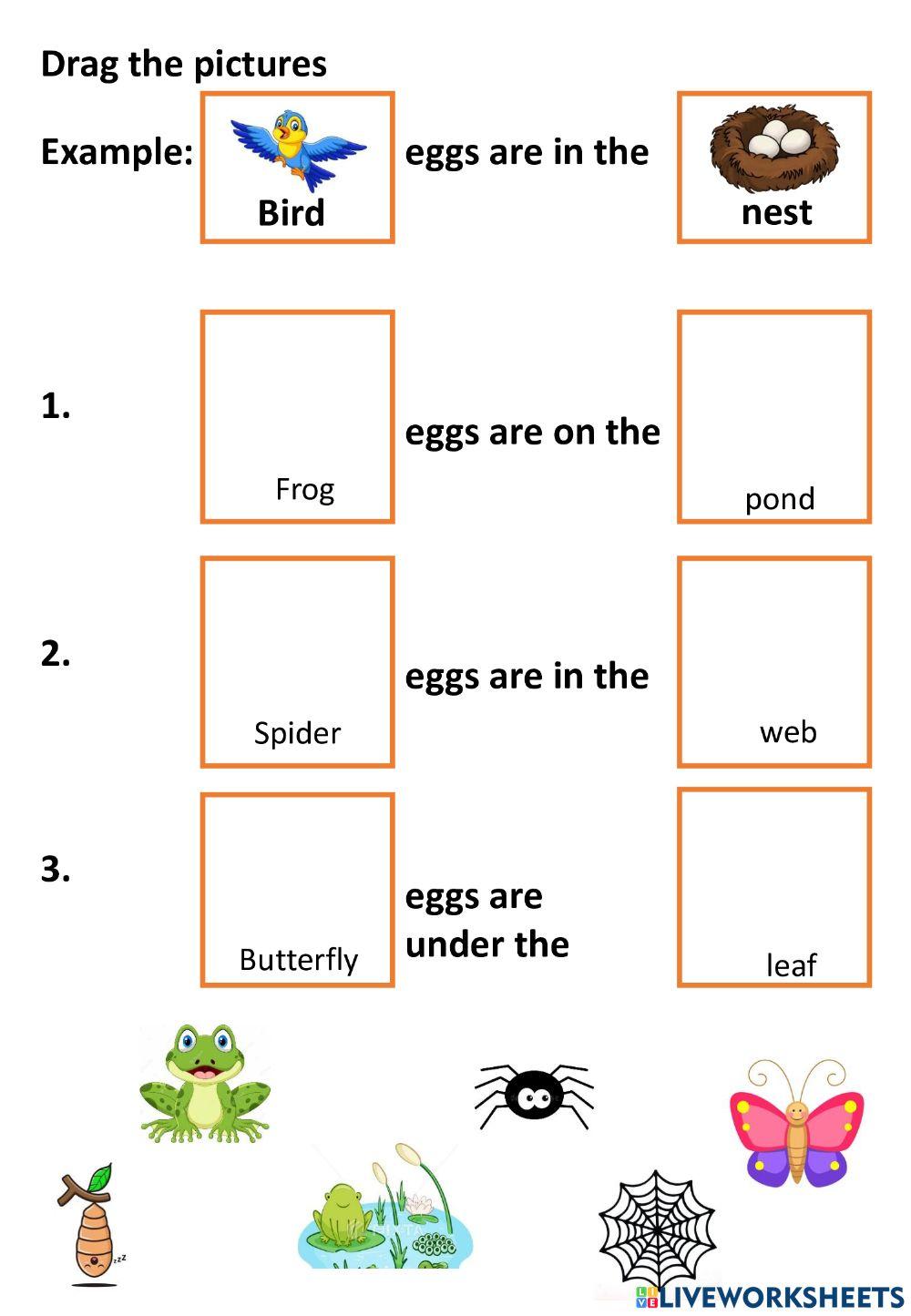 What comes form eggs?