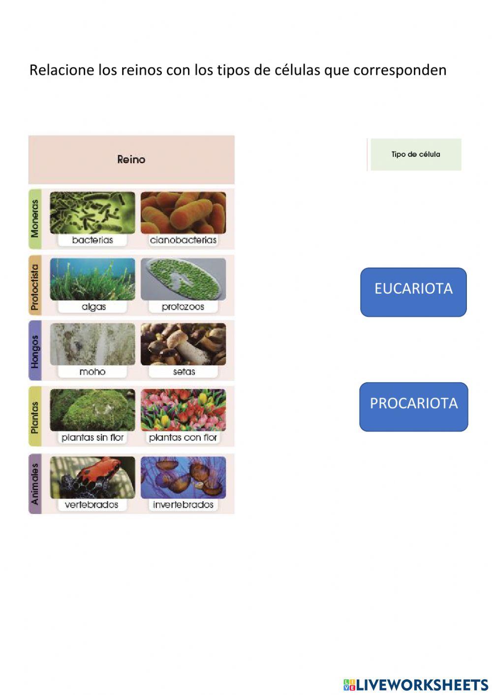 Clasificación de los seres vivos