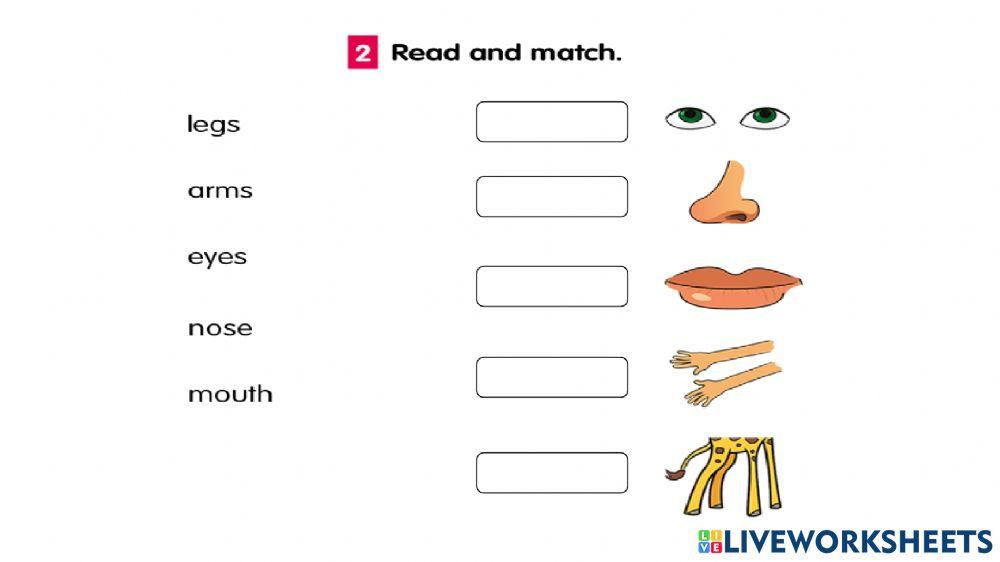 BODY PARTSvocabulary