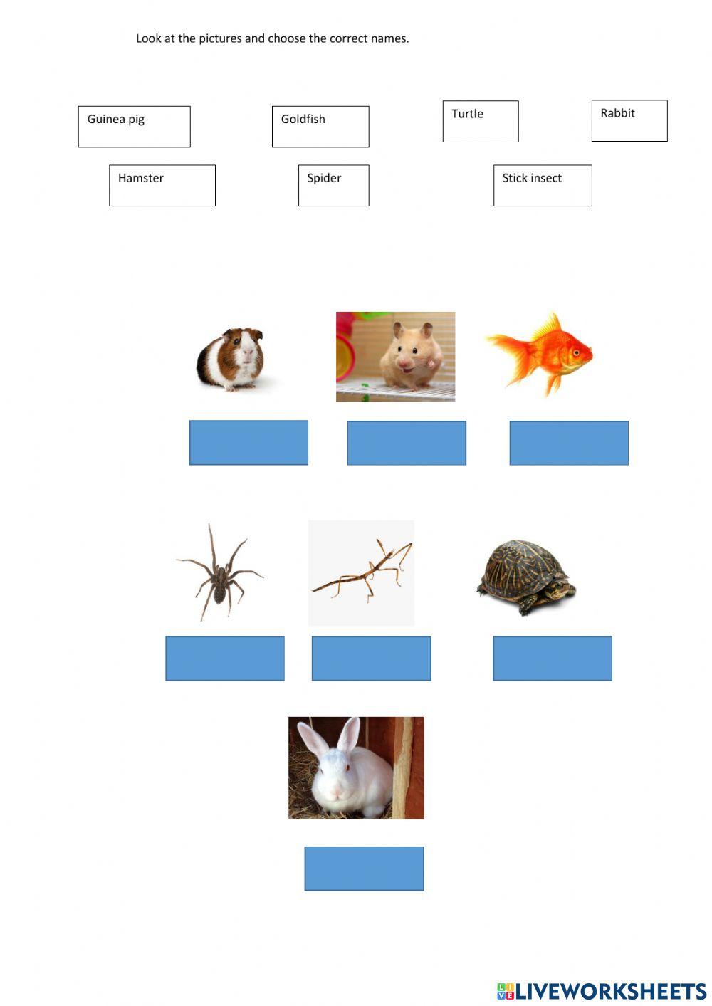 Animals in a petshop