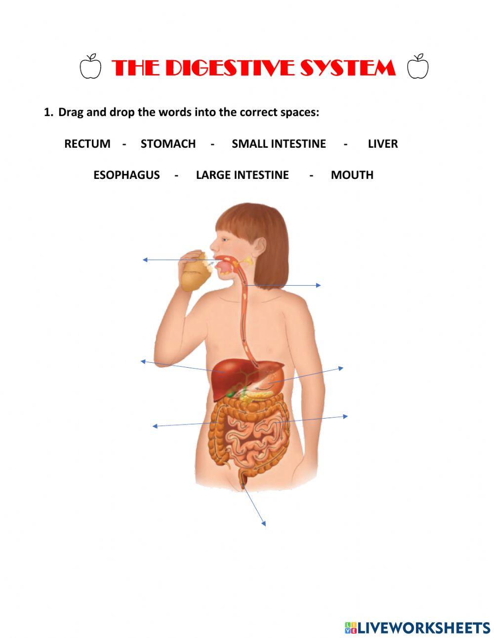 Digestive system