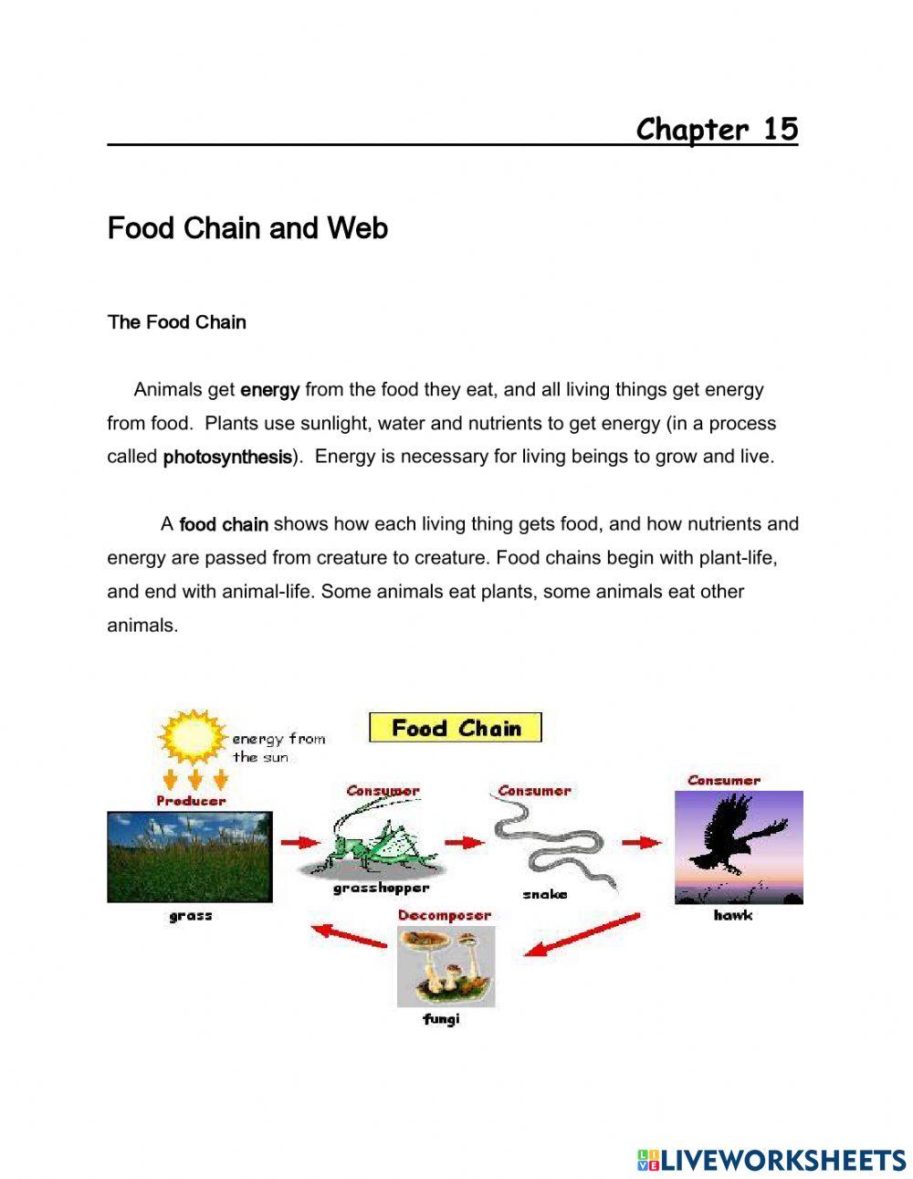 Food Chain and Web