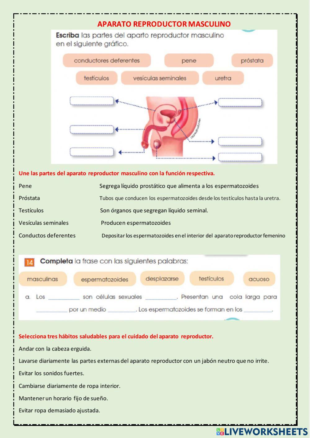 Función de reproducción